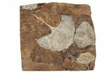 Three Fossil Ginkgo Leaves From North Dakota - Paleocene #188836-1